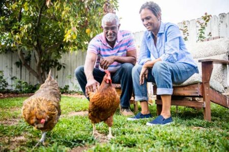 Fermented Chicken Feed for Improved Health